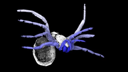 305 milyon yıllık ‘örümceklerin atası’ fosili keşfedildi