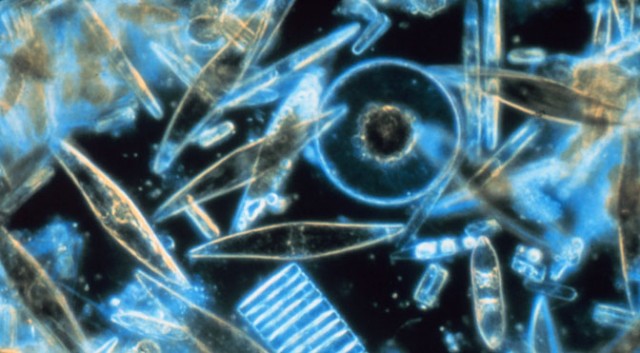 diatoms-640x353.jpg