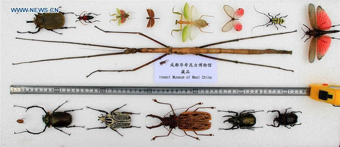 Dünyanın En Uzun Böceği Çin'de Keşfedildi