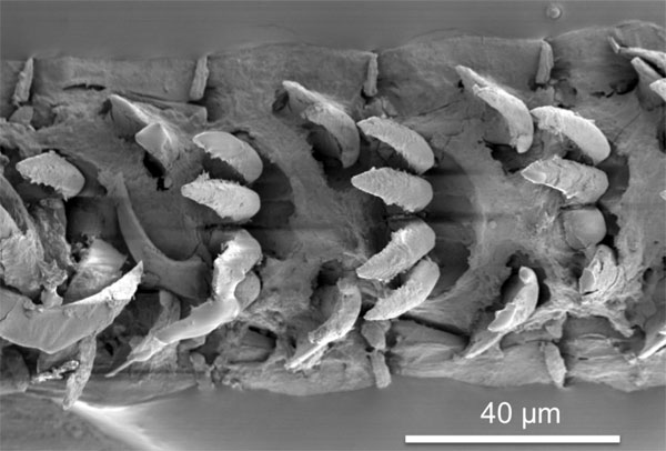 Deniz salyangozu dişlerinin mikroskopik görüntüsü (Portsmouth Üniversitesi)