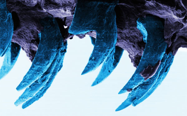 Deniz salyangozu dişinin mikroskopik görüntüsü (Portsmouth Üniversitesi).