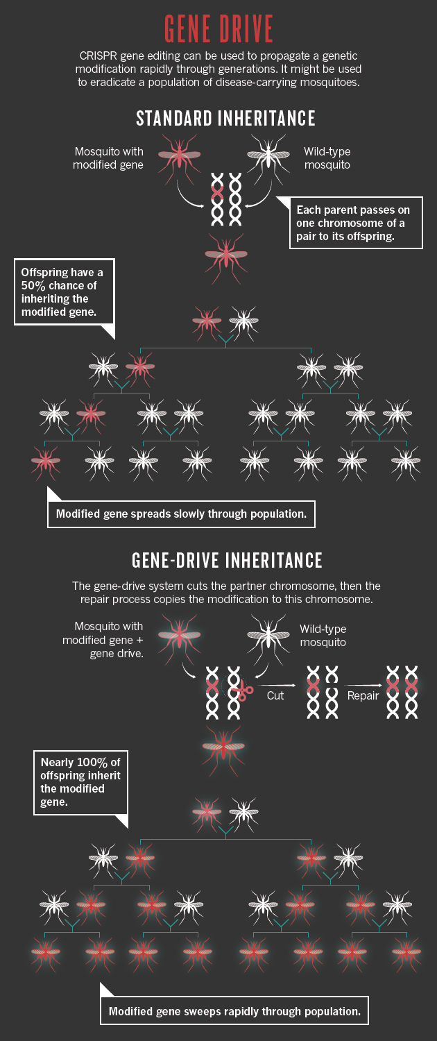 nature_crispr_gene_drive