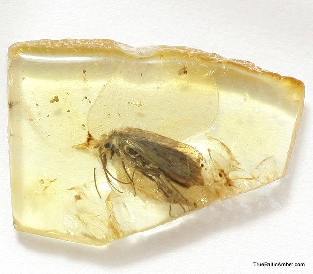 Figür 1: Kehribar içinde kalarak fosilleşmiş, 30 ila 90 milyon yaşlarındaki bir şayak sineği. (Kaynak: truebalticamber.com)