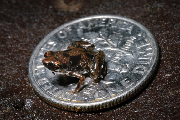 tiniest-frog.jpg