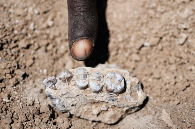 Etiyopya’da insanın atalarına ait yeni bir tür bulundu