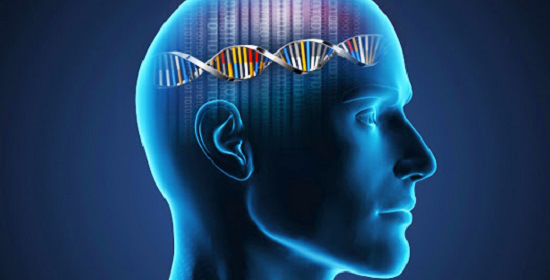 Beyindeki zekâ ile ilişkili gen bağlantıları ilk kez aydınlatıldı