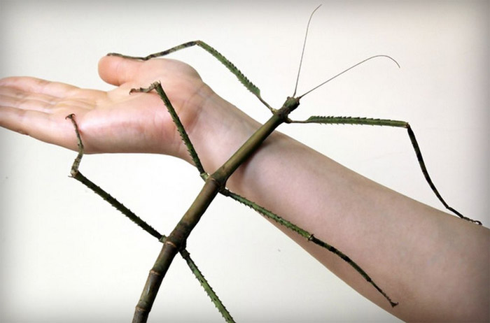 Dünyanın en uzun böceği Çin’de keşfedildi