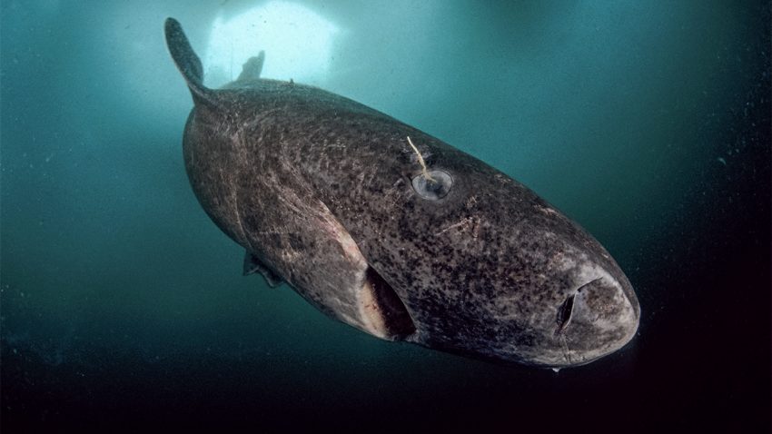 Grönland’da yaşayan bir köpekbalığı uzun yaşama rekorunu alt üst etti