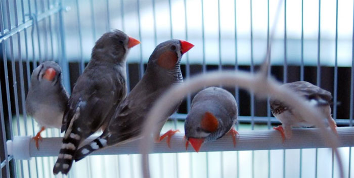 Sesin beyindeki oluşumu ile ilgili yeni bulgular