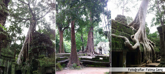 Biyokültüre örnek: Kamboçya’nın Angkor tapınağı ve dev ağaçlar
