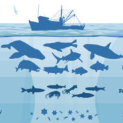 Okyanuslardaki balık sayısı hızla azalıyor