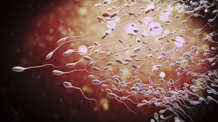 Sperm hızını değiştirerek çocuğun cinsiyeti belirlenebilir mi?