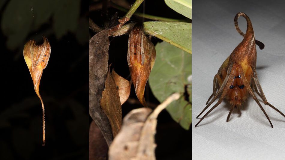 Çin’de yaprak taklidi yapan örümcek keşfedildi
